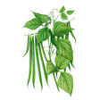 Illustration of Antigua Bush Beans and leaves on a white background