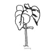 Simple black line drawing of Antigua Bush Bean seedling on a white background