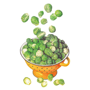 Botanical illustration of Silvia Brussels sprouts filling an orange colander on a white background.