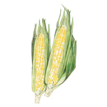 Illustration of two ears of Ambrosia sweet corn with husks peeled back to reveal rows of plump yellow and white kernels, set against a plain white background.