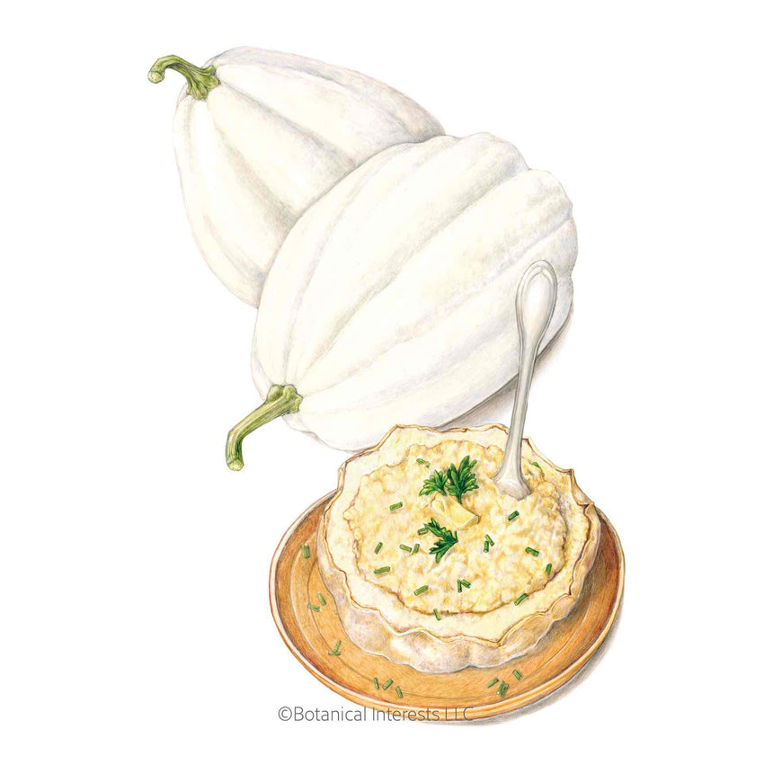 Illustration of two white Mashed Potatoes acorn winter squashes with green stems next to a baked, fluffed squash half served in a wooden bowl with herb garnish, isolated on a white background with the Botanical Interests LLC copyright logo below.