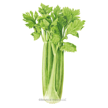 Illustration of a leafy, green bunch of Merengo celery stalks with leafy tops, isolated on a plain white background with the Botanical Interests LLC copyright logo below.