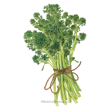 Bunch of Aspabroc Broccolini tied with twine on a white background
