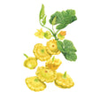 Illustration of scalloped, bright yellow Gelber Englischer Patty Pan summer squashes growing on leafy green vines with yellow blossoms, isolated on a white background.