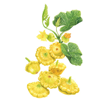Illustration of scalloped, bright yellow Gelber Englischer Patty Pan summer squashes growing on leafy green vines with yellow blossoms, isolated on a white background.