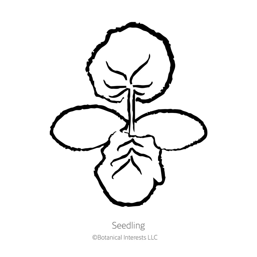 Black and white line drawing illustration of a young squash seedling with broad rounded leaves, labeled "Seedling" with the Botanical Interests LLC copyright logo below