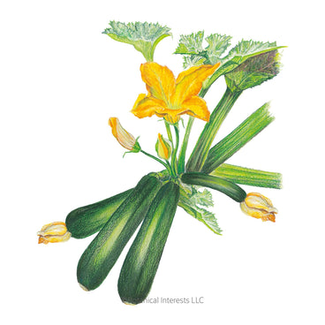 Illustration of Triumph Summer Squash with yellow flowers on a white background