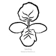 Black line drawing of Triumph Summer Squash seedling on a white background
