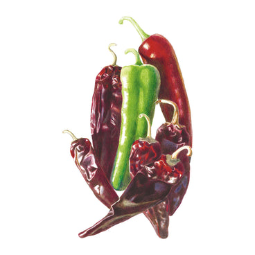 Illustration of red and green Durango Mirasol/Guajillo Chile Peppers on a white background