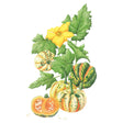 Illustration of Thriller Winter Squash with a yellow flower on a white background