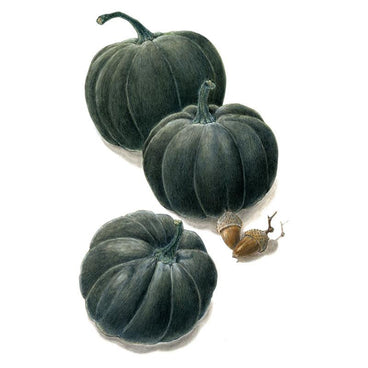 Illustration of three dark green ribbed Black Kat pumpkins on a white background, with two acorns lying nearby.