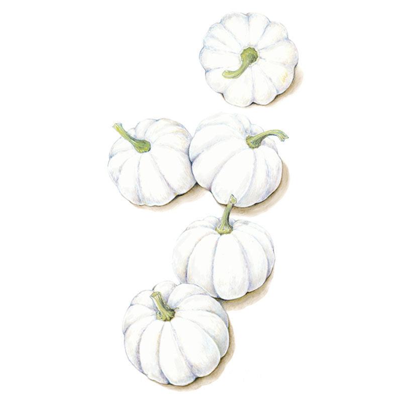 Illustration of five small white pumpkins with deeply ribbed skin and curved green stems, arranged in a loose vertical cluster on a plain white background.
