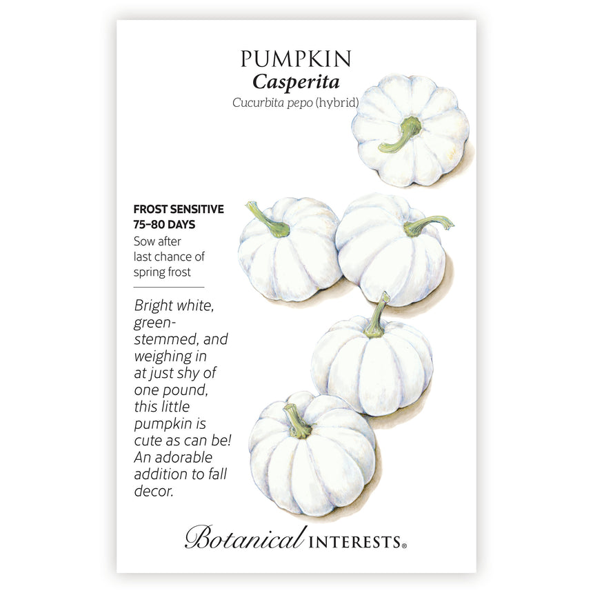 Seed packet for Casperita Pumpkin featuring an illustration of five small, ribbed, bright white pumpkins with curved green stems, alongside text noting frost sensitivity, a 75-80 day growing period, and sowing after last frost.