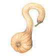 Pennsylvania Dutch Crookneck Winter Squash with a curved neck on a white background