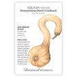 Pennsylvania Dutch Crookneck squash with botanical details on a white background