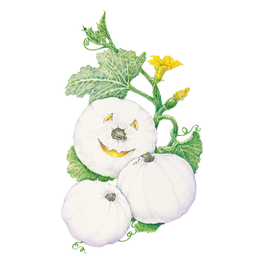 Abominable Pumpkin with green leaves and yellow flowers on a white background