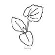 Black line drawing of Abominable Pumpkin seedling on a white background
