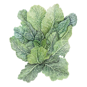 Detailed botanical illustration of leafy, green Top Bunch 2.0 collard greens with prominent veins, isolated on a white background.