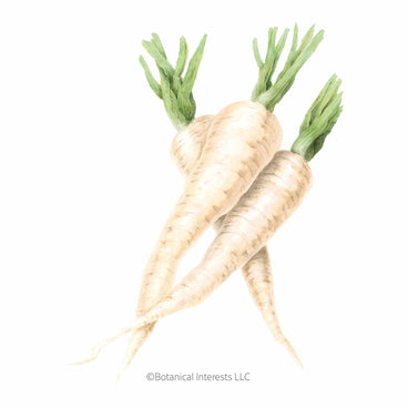 Illustration of two freshly harvested cream-colored Javelin parsnips with leafy green tops, featuring the Botanical Interests LLC copyright logo below on a plain white background.