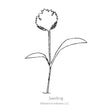 Line drawing of a Javelin Parsnip seedling with 'Seedling' text and Botanical Interests LLC logo.