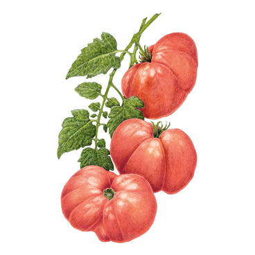 Detailed botanical illustration of dark pink, ribbed Big Brandy Pole Tomatoes growing on leafy vines, isolated on a white background.