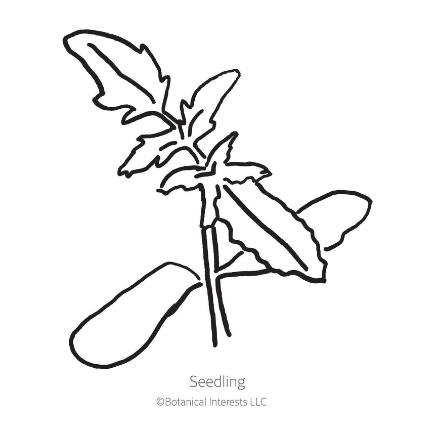 Black and white line drawing illustration of a young tomato seedling with lobed leaves, labeled "Seedling" with the Botanical Interests LLC copyright logo below, isolated on a plain white background.