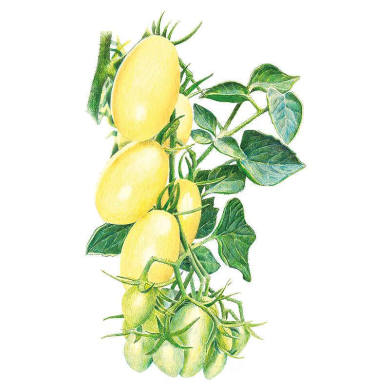 Botanical illustration of Cream Sausage tomatoes on the vine, showing oblong, pale yellow ripe fruit above a cluster of smaller green unripe ones, with surrounding leaves and stems detailed in coloured pencil style.