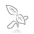 Line drawing of a young seedling with two rounded cotyledon leaves and a pair of pointed true leaves emerging above, labelled "Seedling" beneath the illustration.