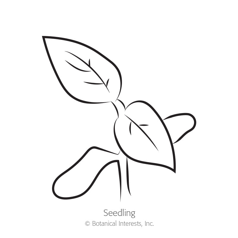 Line drawing of a young seedling with two rounded cotyledon leaves and a pair of pointed true leaves emerging above, labelled "Seedling" beneath the illustration.