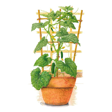 Illustration of a Quick Snack Cucumber vine with small yellow flowers and dark green cucumbers growing in a terracotta pot supported by a bamboo trellis, isolated on a white background.