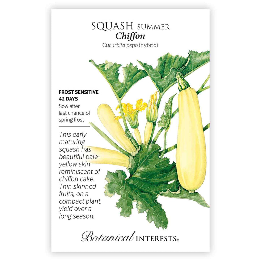 Front of a Botanical Interests "Squash Summer Chiffon" seed packet displaying a botanical illustration of pale yellow squashes growing on leafy green vines with yellow flowers on a white background.