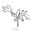 Line drawing of a young lace flower seedling with deeply lobed, jagged leaves on a central stem, illustrating its early growth stage, labelled "Seedling".