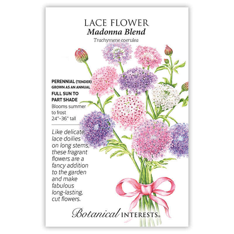 Botanical Interests seed packet for Madonna Blend Lace Flower showing an illustrated bouquet of pink, purple, and white pom-pom-like blooms tied with a pink ribbon, with text noting it's a tender perennial grown as an annual, full sun to part shade, blooming summer to frost at 24–36 inches tall.