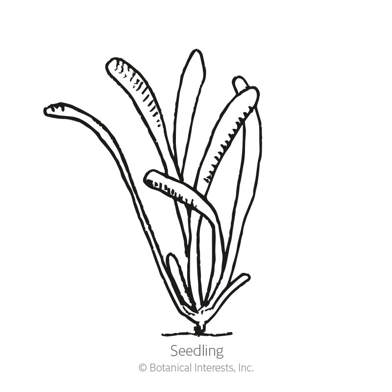 Line drawing of a young statice seedling with several long, narrow, slightly curved leaves emerging from a single base point, labeled "Seedling" beneath the illustration.