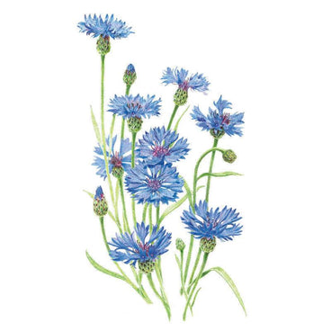 Botanical illustration of Blue Boy bachelor's button showing a cluster of fringed cornflower-blue blooms in various stages, from tight green buds to fully open flowers with reddish-purple centres, on slender green stems against a white background.