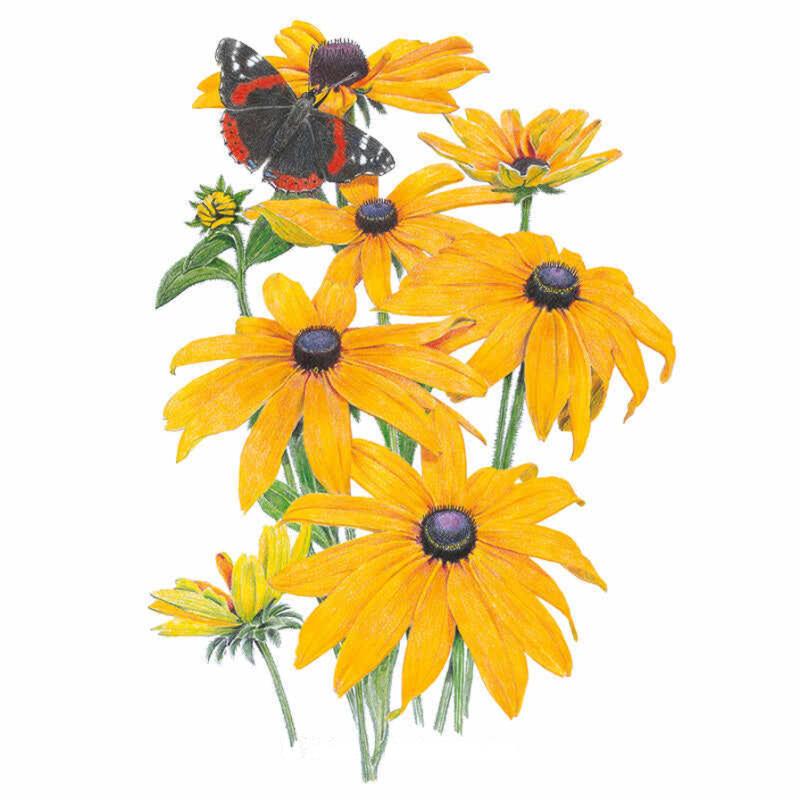 Botanical illustration of black-eyed Susan flowers with golden-orange petals and dark purple-brown centres, several blooms and buds on green stems, with a red admiral butterfly perched among them.