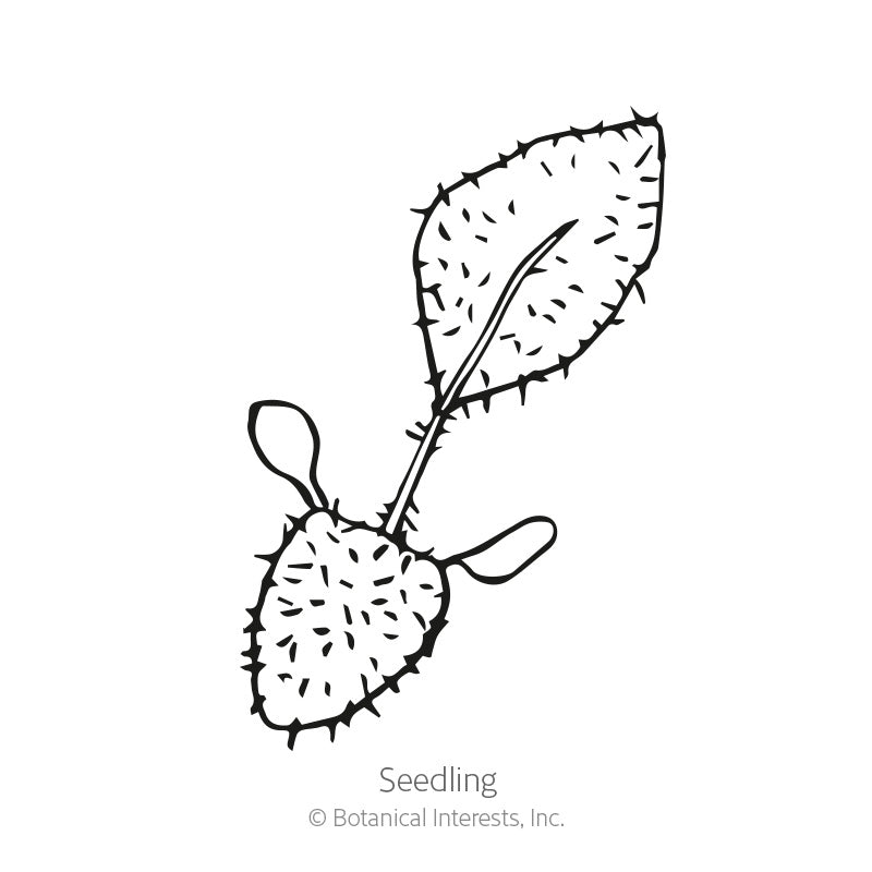 Line drawing of a young seedling with two split cotyledon leaves and one bristly, toothed true leaf, labelled "Seedling" beneath.