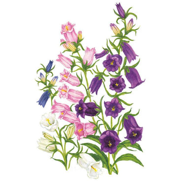 Botanical illustration of Canterbury bells showing tall stems with bell-shaped blooms in pink, deep purple, blue, and white, each flower's ruffled petals and yellow stamens visible against green foliage on a white background.