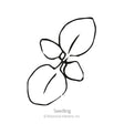 Simple black-and-white line drawing of a young seedling with two rounded cotyledon leaves and a smaller emerging leaf pair, labeled "Seedling" beneath.