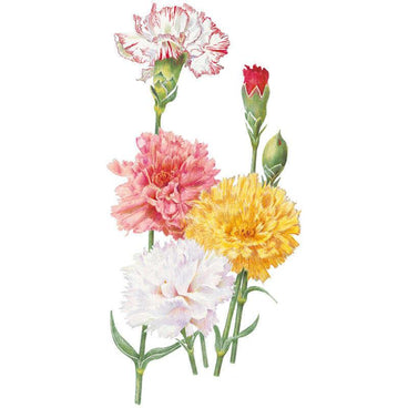 Botanical illustration of Chabaud carnation blooms in a mixed cluster, showing ruffled, fully double flowers in red-edged white, deep pink, golden yellow and pale ivory, with slender green stems and unopened buds against a white background.