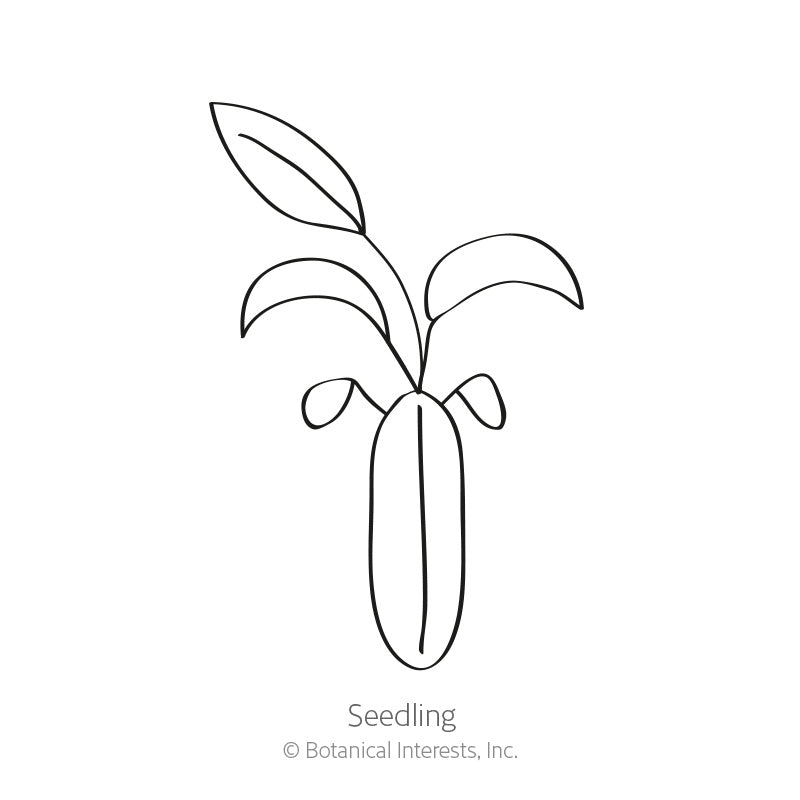 Line drawing of a young seedling with an elongated seed casing at its base and four narrow, curved leaves branching upward, labelled "Seedling" beneath.