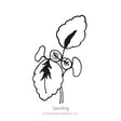 Black and white line drawing of a coleus seedling, showing rounded scalloped-edged cotyledons and true leaves with visible central veins, labeled "Seedling" beneath.