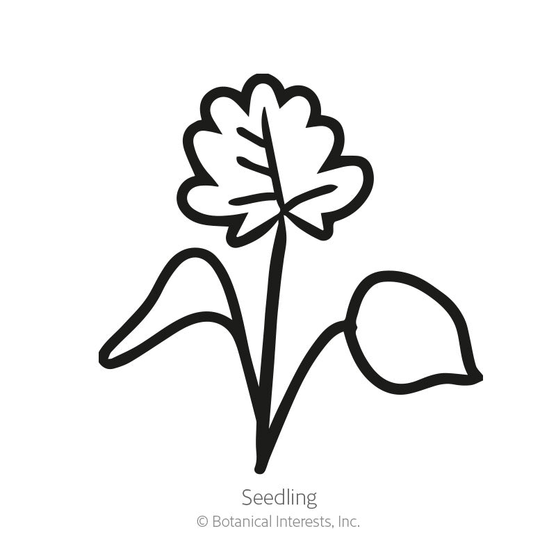 Simple black-and-white line icon of a seedling with a lobed leaf and rounded cotyledon on a single stem, labeled "Seedling" beneath it.