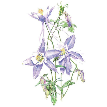 Botanical illustration of Rocky Mountain blue columbine, showing open blue-and-white spurred flowers with yellow centres alongside nodding unopened buds on slender green stems with lobed foliage, against a plain white background.