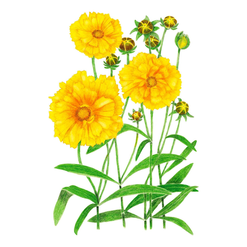 Botanical illustration of Double Sunburst coreopsis showing three fully open, ruffled double yellow blooms with orange centres alongside several unopened green and brown-striped buds on slender stems with narrow green leaves, set against a white background.