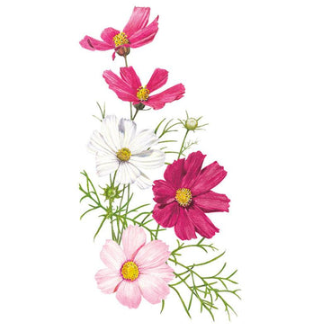 Botanical illustration of vibrant pink, rose, and crimson cosmos flowers on delicate green stems for Sensation Blend Cosmos Seeds.