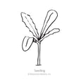 Line drawing of a young Cape Marigold seedling on a single stem, showing one rounded cotyledon leaf and several longer, wavy-edged true leaves, labeled "Seedling".