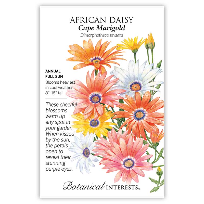 Seed packet for Cape Marigold African Daisy featuring an illustration of daisy-like blooms in orange, pink, yellow, and white with purple centers, plus text noting it's a full-sun annual growing 8"-16" tall that blooms heaviest in cool weather.