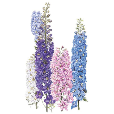 Botanical illustration of tall Pacific Giants delphinium spikes densely packed with double florets in white, lavender, deep purple, pink and blue, shown side by side on a plain white background.