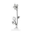 Line drawing labeled "Seedling" showing a young delphinium plant with rounded cotyledon leaves at the base, a jagged true leaf partway up, and a tall stem topped by a single five-petaled flower.